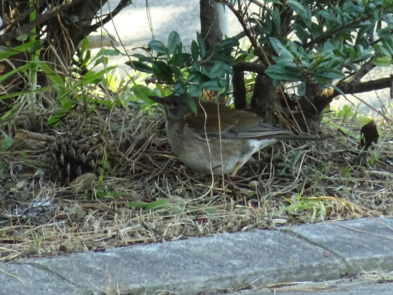 青少年海洋センタースタッフ見学研修に　うみべの森来訪_c0108460_21010280.jpg