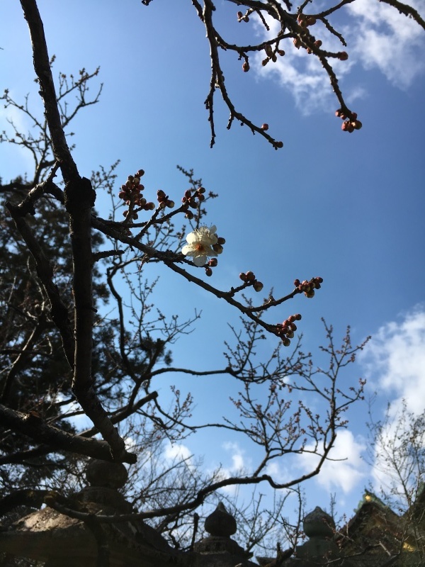 ドクダミ草散策&新年会_f0363168_19233860.jpeg