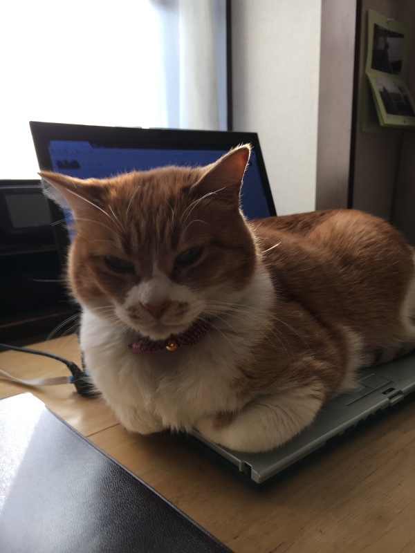 ドクダミ草散策&新年会_f0363168_19451668.jpeg