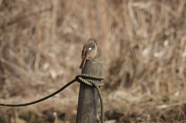 e0339873_20100205.jpg