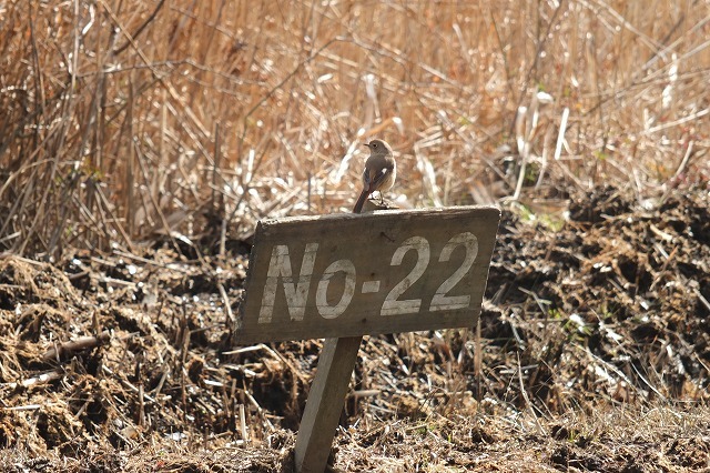 e0339873_20100378.jpg