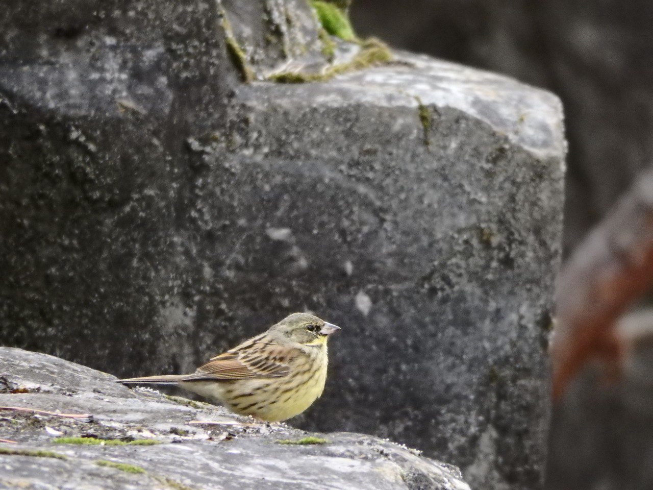 『木曽川水園の鳥達と風景~』_d0054276_20194395.jpg