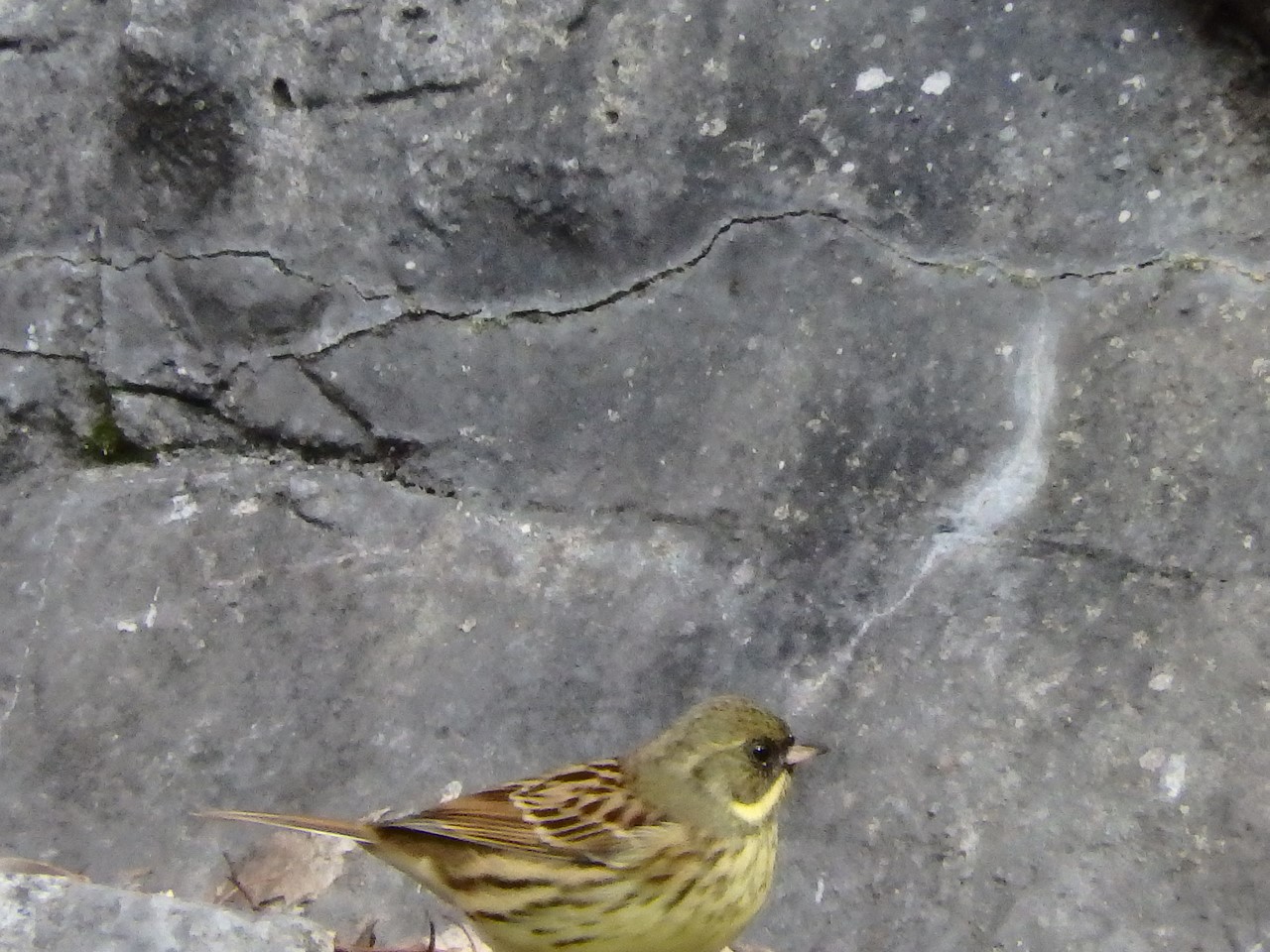 『木曽川水園の鳥達と風景~』_d0054276_2020439.jpg