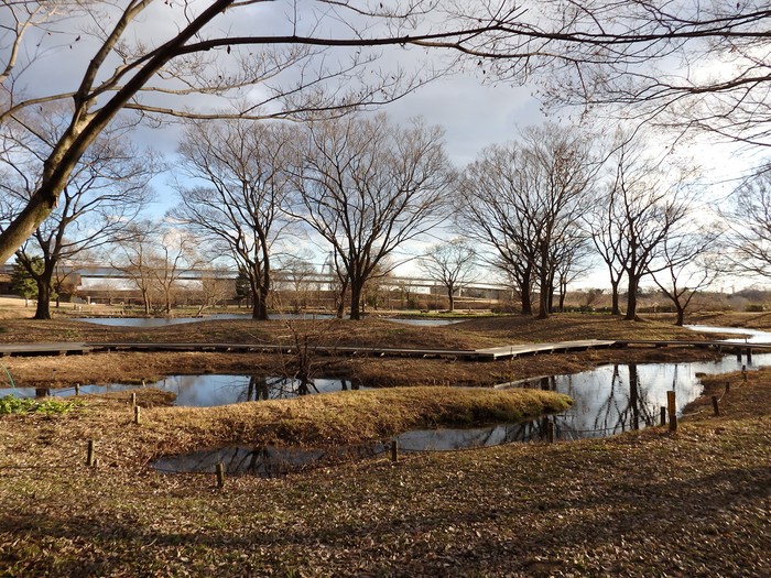 『木曽川水園の鳥達と風景~』_d0054276_20254051.jpg