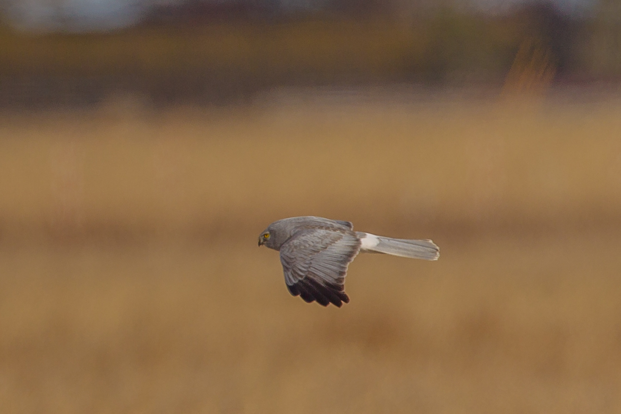 a0052080_20131447.jpg
