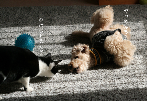 a0216583_10444702.png