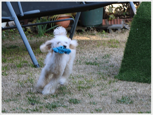 b0175688_22133759.gif
