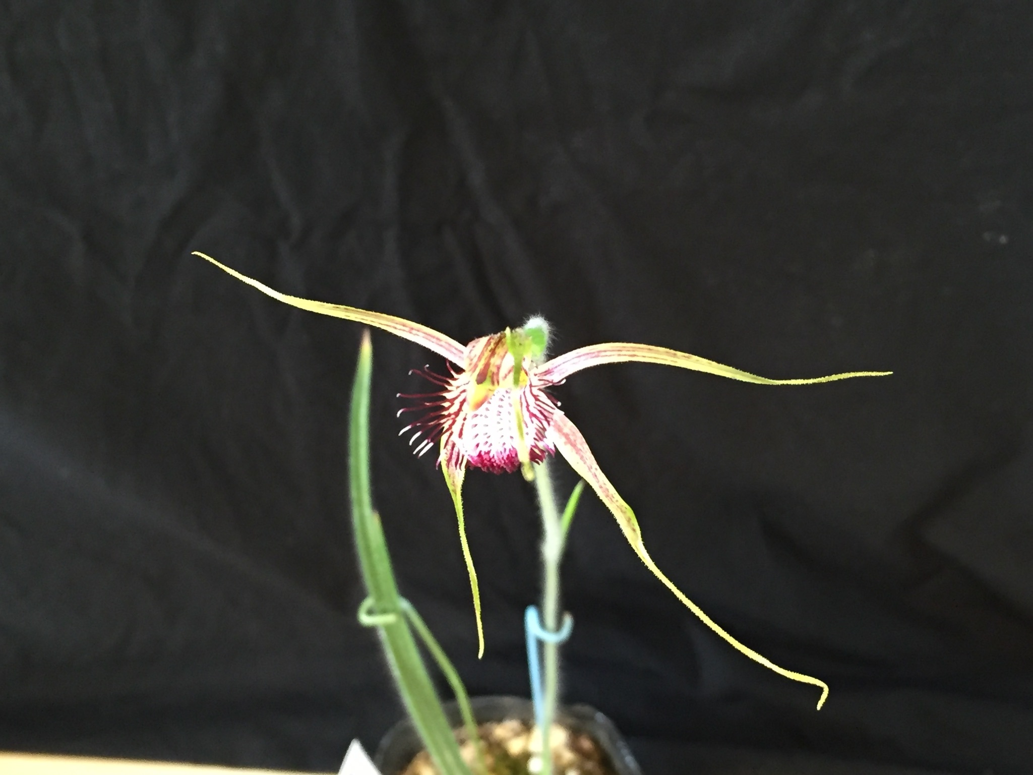 咲いた！オーストラリアの蘭；Caladenia serotina No2_d0007501_13172095.jpg