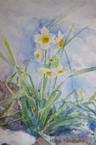 水仙をスケッチ Miwa Watercolor Garden