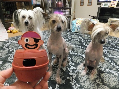 いぬのきもち付録 毎日笑顔 裸犬 温 真珠 絆愛 いぬのきもち付録 毎日笑顔 裸犬 温 真珠 絆愛