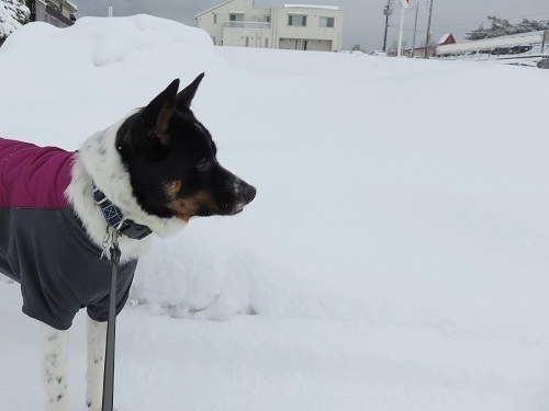 ワン友さんと雪散歩_c0084117_19572261.jpg