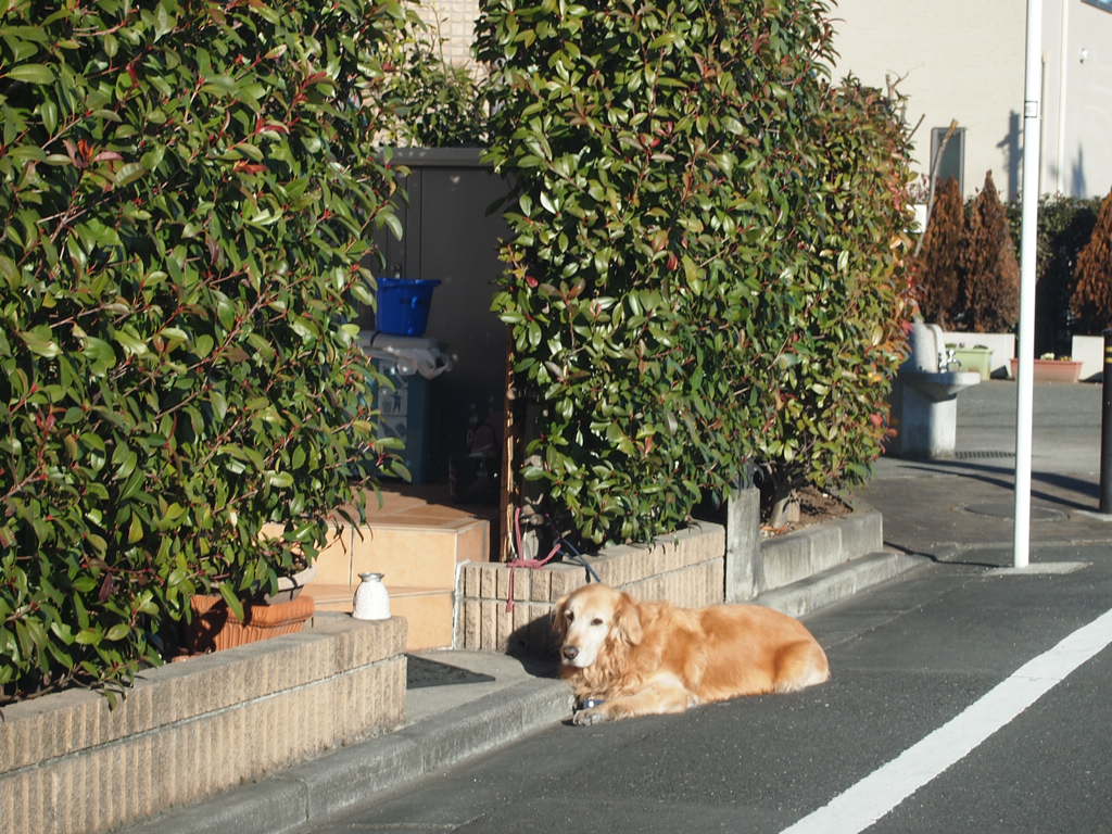 愛犬ジョン君も「新しい部屋」に足立区H・M様へ。_a0214329_17551840.jpg