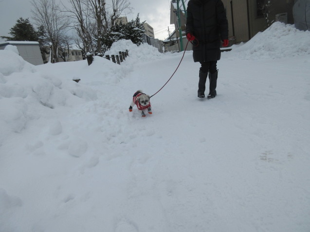 雪の中の散歩は続いてます！！_c0117936_08113871.jpg