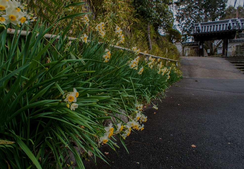 花の寺～恵心院_e0363038_14113653.jpg