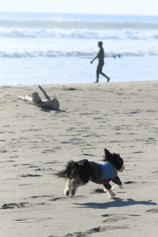 c0145250_09003900.gif