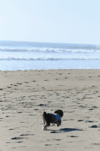 c0145250_09004795.gif