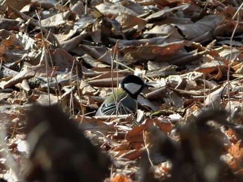 井頭公園で探鳥_b0220251_20353322.jpg