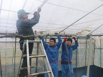 熊本ぶどう　社方園　冬眠から目覚める前の準備と熊本農業高校からの農業実習（2018）前編　_a0254656_18271977.jpg