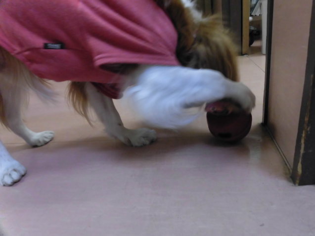 犬の知育おもちゃ_e0367571_18504452.jpg
