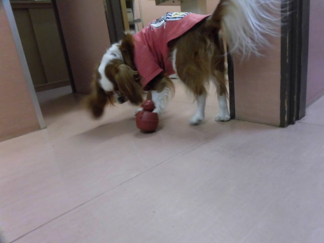 犬の知育おもちゃ_e0367571_18524485.jpg