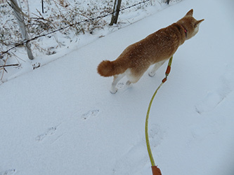 雪の日の珊瑚と足跡達_b0057675_11340295.jpg