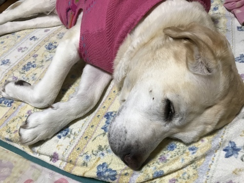 f0315081_22471317.jpeg