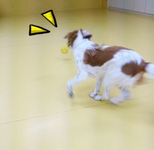ボール遊びヽ(*´∀`)ノ_f0357682_11541979.jpg