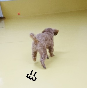 ボール遊びヽ(*´∀`)ノ_f0357682_11544172.jpg