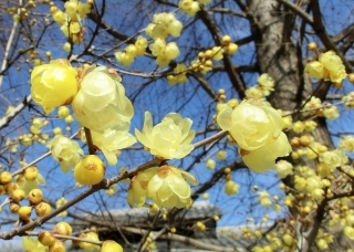 ２月に咲く黄色い花達_f0390289_17032294.jpg