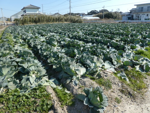 菜の花畑の二人_c0108198_16072902.jpg