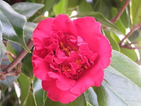 e0164519_20242319.jpg