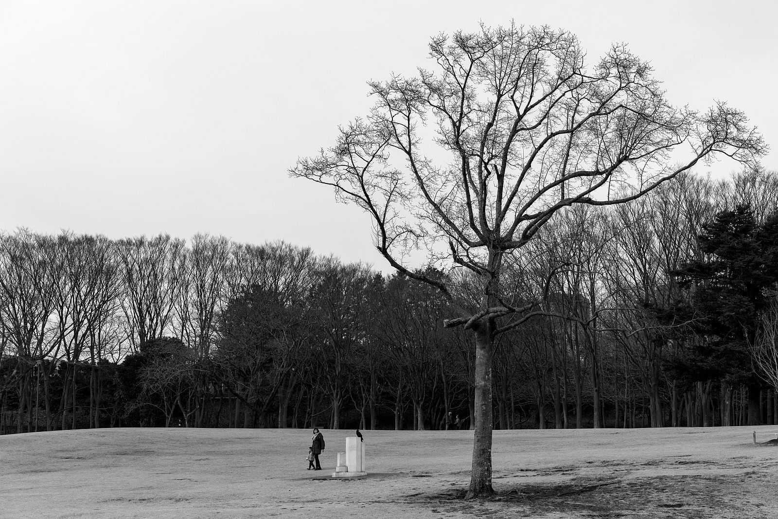 横浜街角スナップ 根岸森林公園 2018.2.11_b0212342_19352584.jpg