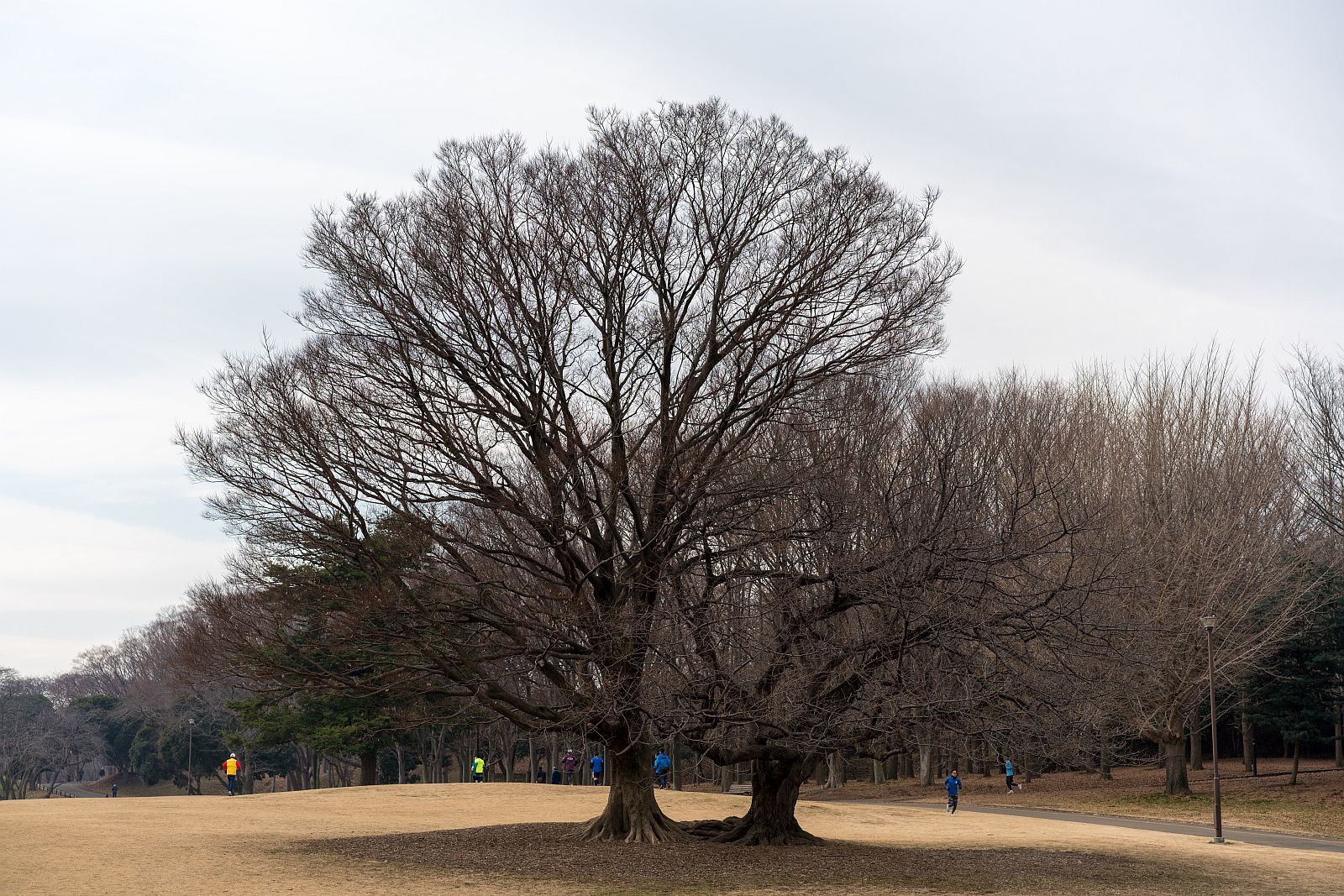横浜街角スナップ 根岸森林公園 2018.2.11_b0212342_19353014.jpg