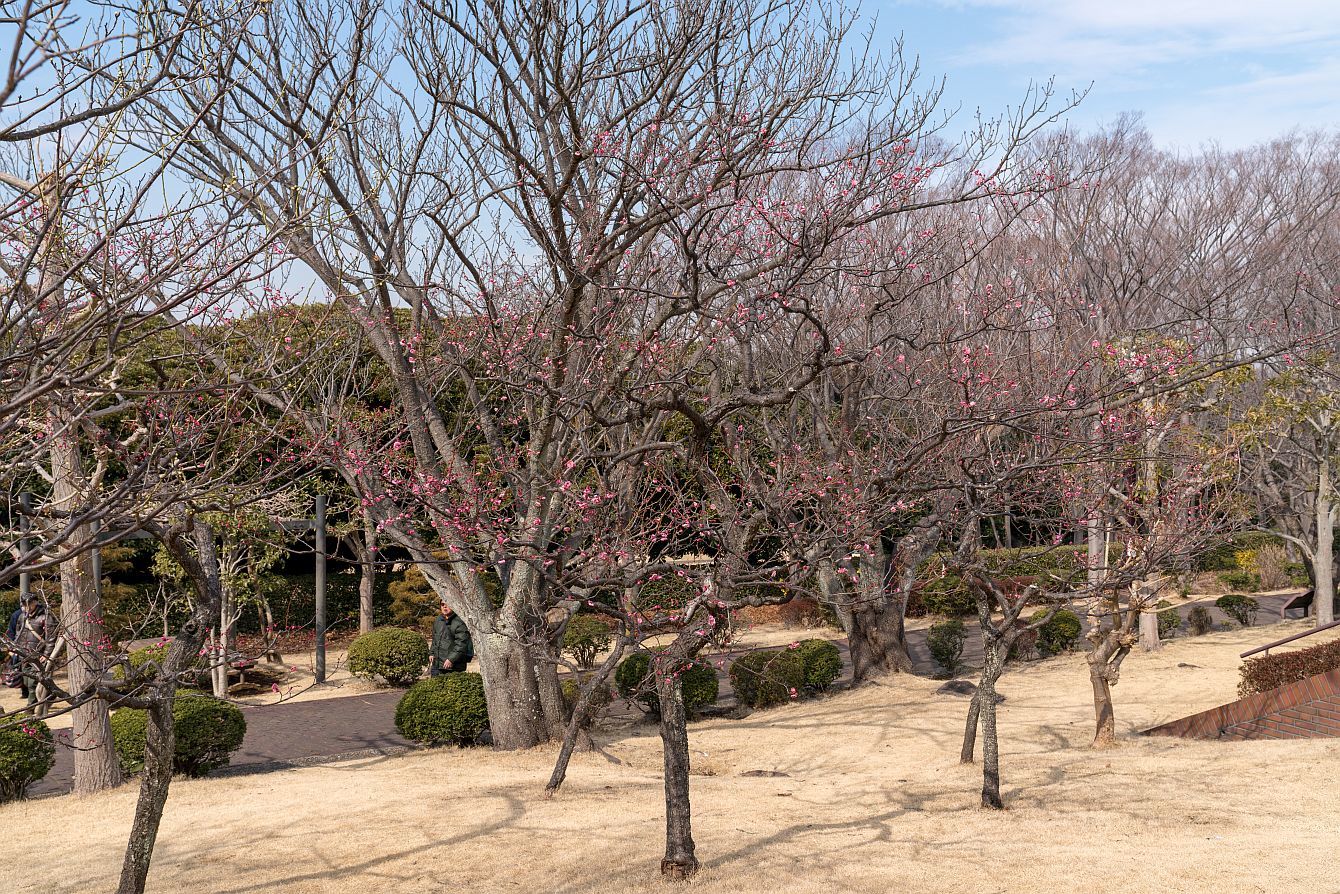 横浜街角スナップ 根岸森林公園 2018.2.11_b0212342_19422838.jpg