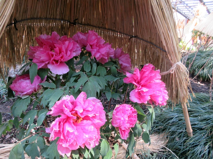 b0009849_1642472.jpg
