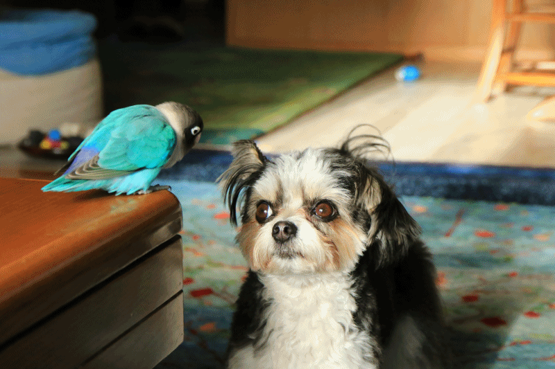 c0145250_09274808.gif