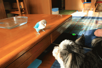 c0145250_09275438.gif