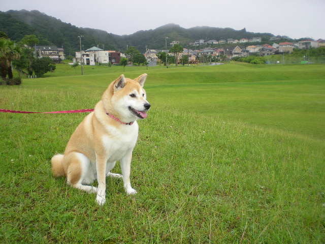 ’18,2,10(土)着物着るって大変!_f0060461_11210874.jpg