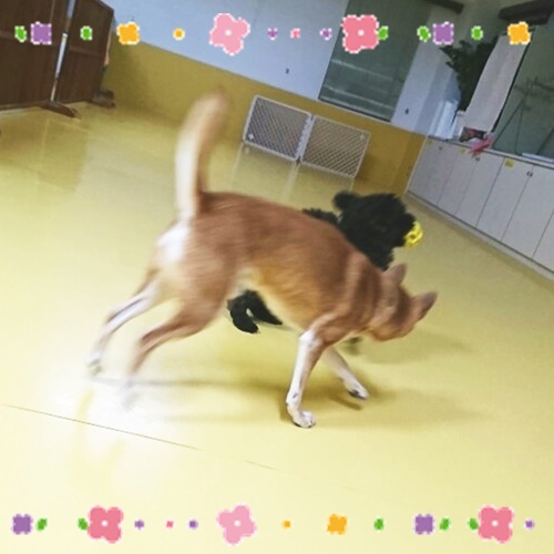 いぬヨガ開催のお知らせ&雨の日ドッグラン☔_f0357682_14452546.jpg