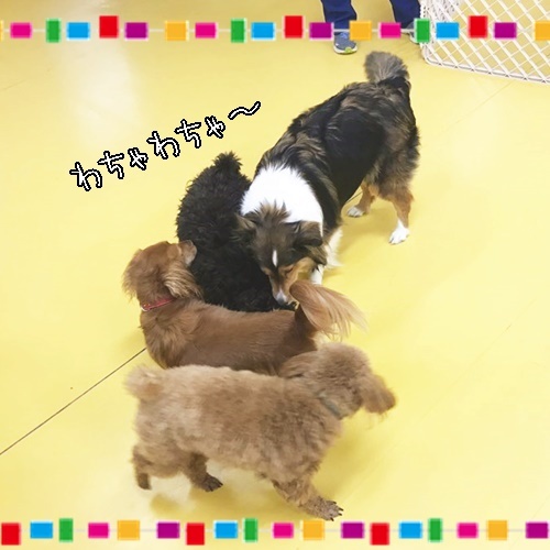 いぬヨガ開催のお知らせ&雨の日ドッグラン☔_f0357682_14462120.jpg