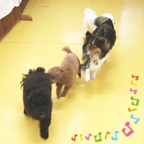 いぬヨガ開催のお知らせ&雨の日ドッグラン☔_f0357682_14462805.jpg