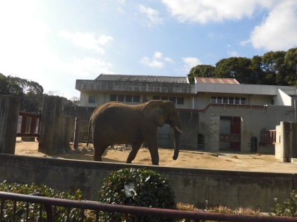 愛媛県立とべ動物園はやっぱり良かった（ ＾ω＾）_b0211091_20151835.jpg
