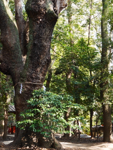 有馬から神戸へ　〜この指とまれの旅　神戸ぶらのばら〜_c0301808_00582701.jpg