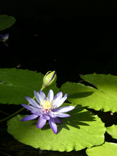 Nymphaea　gigantea_c0062511_21385467.jpg