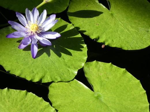 Nymphaea　gigantea_c0062511_21393120.jpg