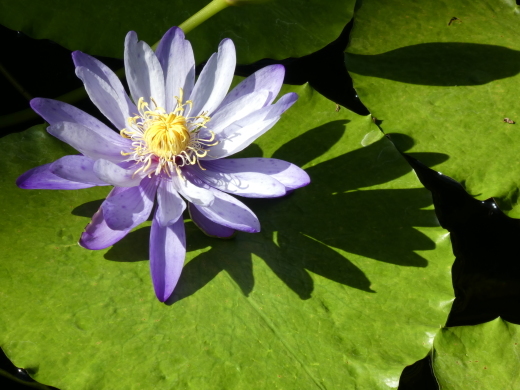 Nymphaea　gigantea_c0062511_21400005.jpg