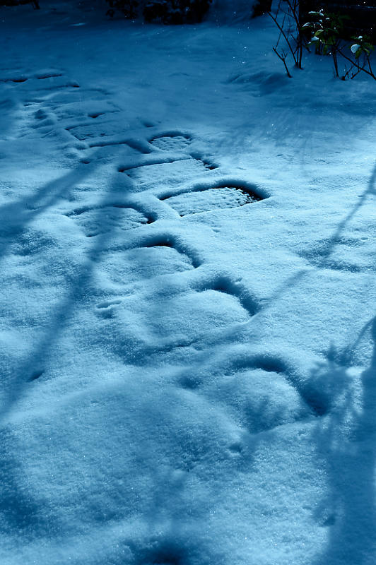 雪の日 足元の暗号_f0032011_17340879.jpg