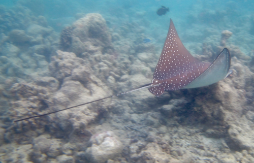 e0387424_1713121.jpg