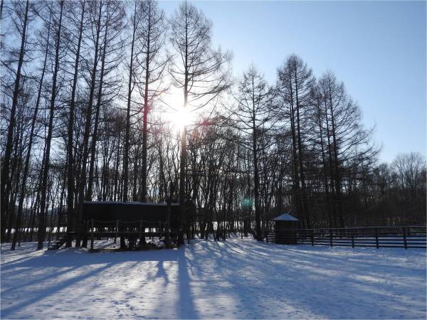 降雪２cm、いい天気のホワイトフェスタ2018：２日目_b0174425_09013834.jpg