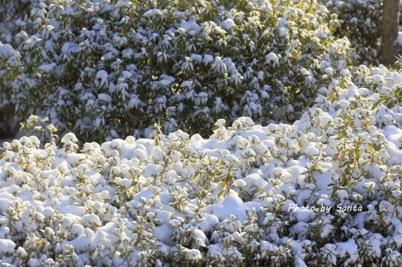 2018 知多半島の雪景色_c0201929_18402710.jpg